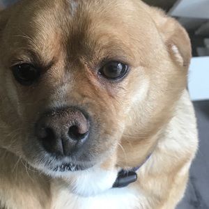 Meet your Posher, Tyson